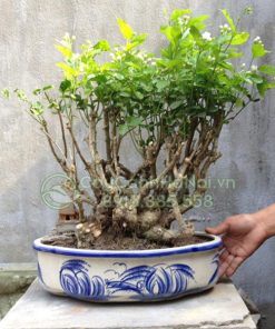 Cây hoa nhài bonsai