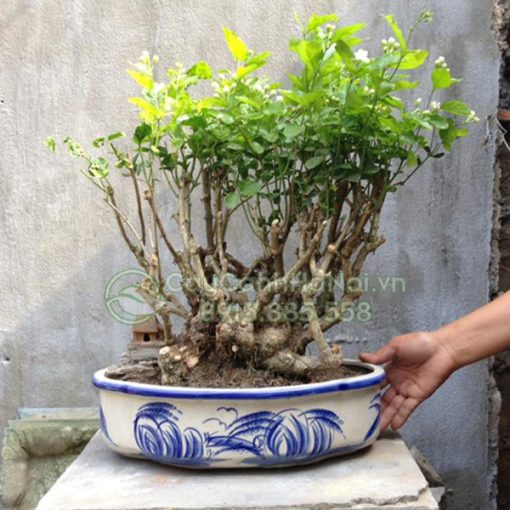 Cây hoa nhài bonsai