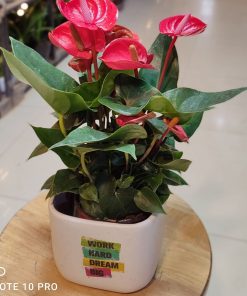 Hồng môn là cây tặng khai trương mang đến niềm vui và năng lượng tích cực