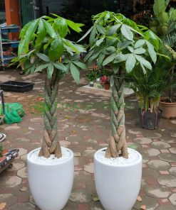 Ý nghĩa phong thủy của kim ngân liên quan đến kim loại quý