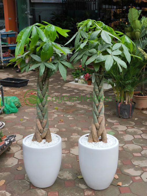 Ý nghĩa phong thủy của kim ngân liên quan đến kim loại quý
