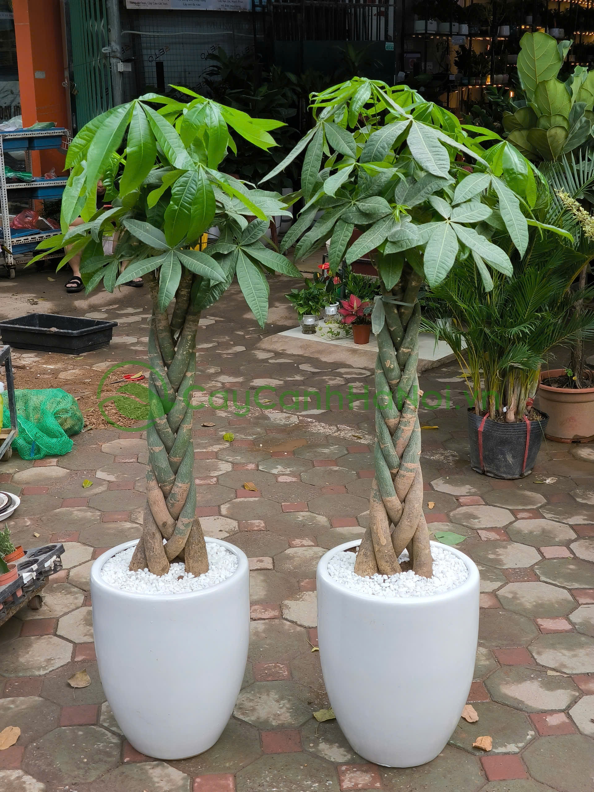 Ý nghĩa phong thủy của kim ngân liên quan đến kim loại quý