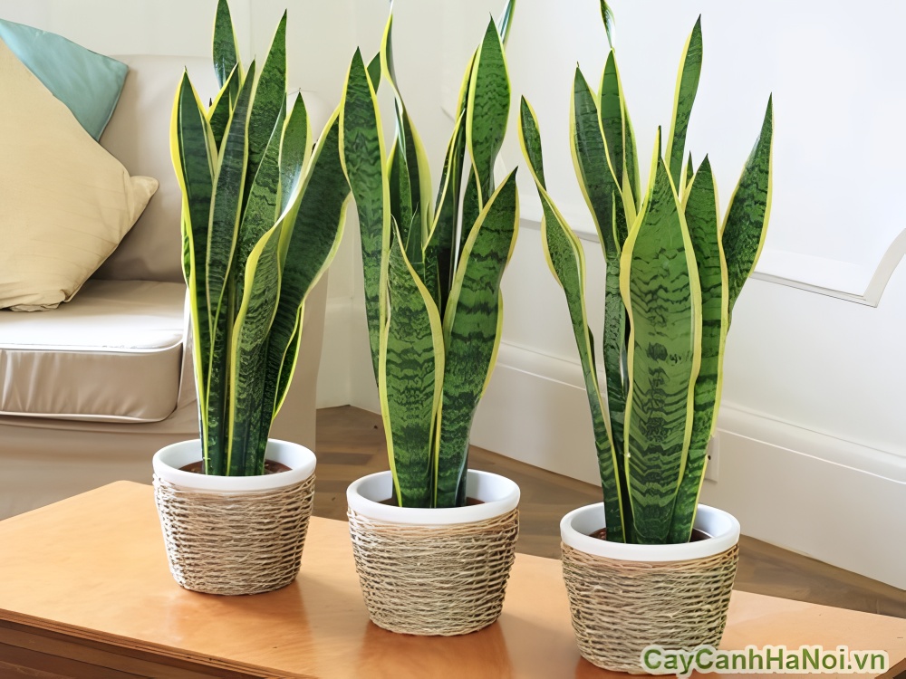 Cây lưỡi hổ giúp vận lưu thông, công việc hanh thông