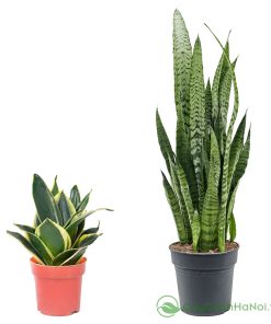 Phương pháp tách bụi yêu cầu chọn cây mẹ khỏe mạnh