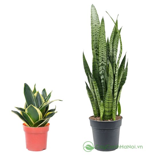 Phương pháp tách bụi yêu cầu chọn cây mẹ khỏe mạnh