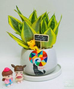 Cây lưỡi hổ để bàn đẹp