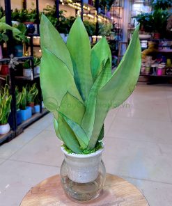 Cây giâm lá sẽ phát triển chậm hơn