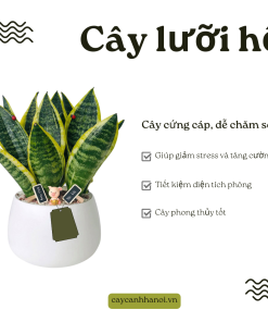 Cây lưỡi hổ có nhiều lợi ích thiết thực cho sức khỏe và môi trường sống