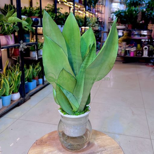 Cây giâm lá sẽ phát triển chậm hơn