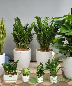 Cây lưỡi hổ giúp vận lưu thông, công việc hanh thông