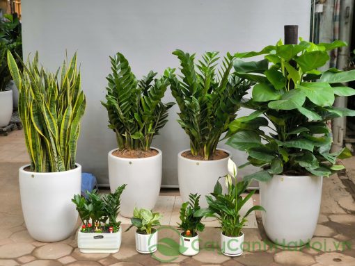Cây lưỡi hổ giúp vận lưu thông, công việc hanh thông