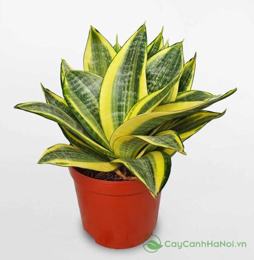 Cây giâm lá sẽ phát triển chậm hơn