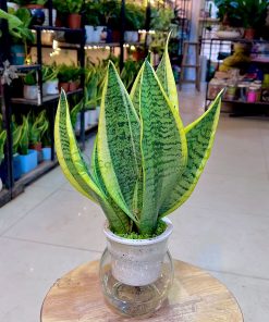 Nên đặt cây lưỡi hổ ở nơi có ánh sáng gián tiếp
