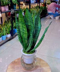 Trồng cây lưỡi hổ giúp gia chủ thu hút nguồn năng lượng tích cực