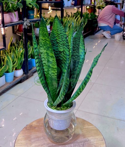 Trồng cây lưỡi hổ giúp gia chủ thu hút nguồn năng lượng tích cực