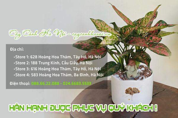 Cửa hàng cung cấp các mẫu cây vạn lộc đẹp