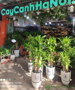 Thiết mộc lan cây tặng khai trương trang trọng và ý nghĩa