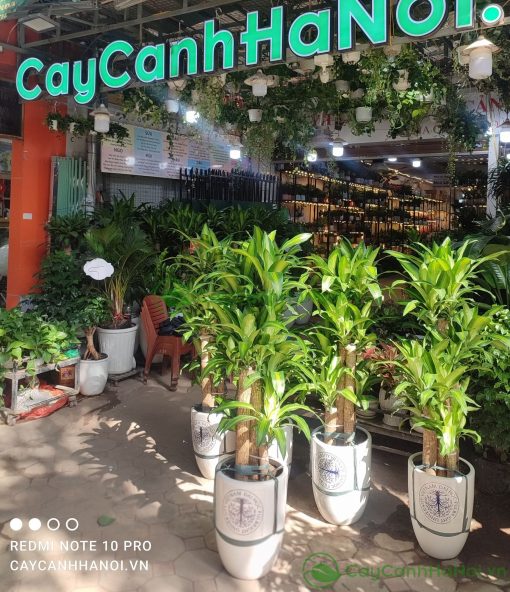 Thiết mộc lan cây tặng khai trương trang trọng và ý nghĩa
