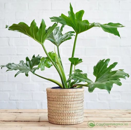 Cây trầu bà thanh xuân gắn với may mắn, tài lộc và sự phát triển thịnh vượng