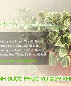Địa chỉ bán cây bàng cẩm thạch lá tim đẹp giá rẻ tại Hà Nội