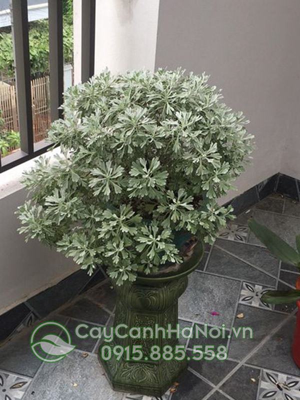Hoa cúc mốc chữa ho