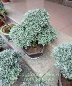 Đất trồng cúc mốc giàu dinh dưỡng và thoát nước tốt