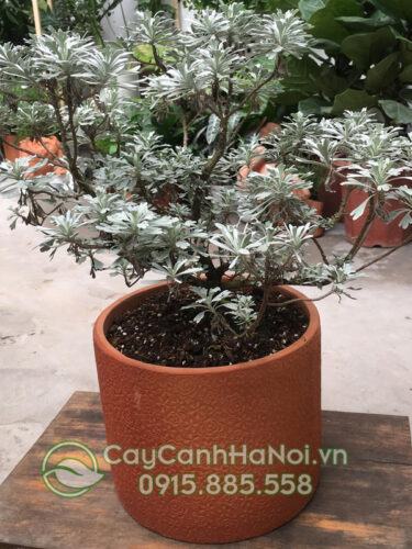 Cúc mốc trồng chậu trụ tròn vật liệu đất nung
