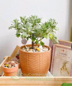 Cúc mốc trồng chậu trang trí Cây cúc mốc trồng trang trí kệ sách đẹp