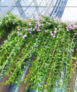 Cách trồng cúc tần ấn độ trên mái nhà