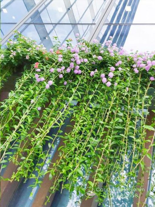 Cách trồng cúc tần ấn độ trên mái nhà