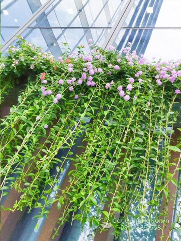Cách trồng cúc tần ấn độ trên mái nhà