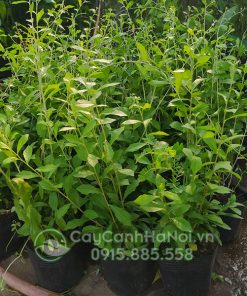 Giá cúc tần ấn độ trên thị trường phụ thuộc vào kích thước cây và chậu trồng cây