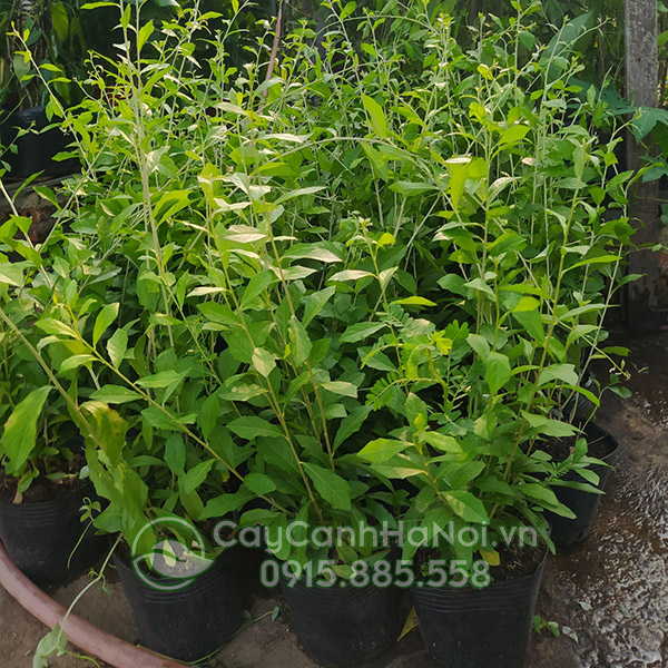 Giá cúc tần ấn độ trên thị trường phụ thuộc vào kích thước cây và chậu trồng cây