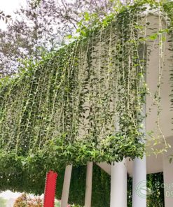 Hướng dẫn trồng cúc tần ấn độ