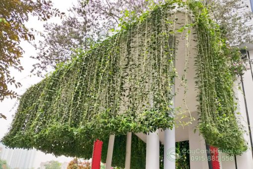 Hướng dẫn trồng cúc tần ấn độ