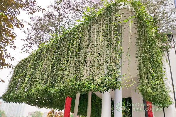 Hướng dẫn trồng cúc tần ấn độ