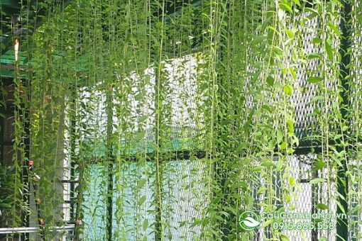 Cây cúc tần ấn độ trồng chậu