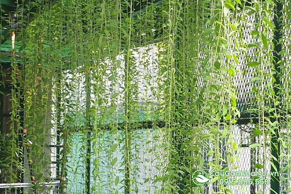 Cây cúc tần ấn độ trồng chậu
