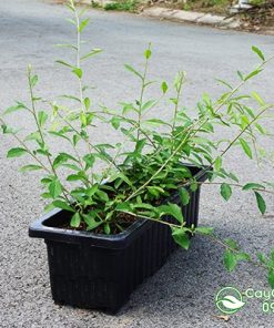 Chậu trồng cúc tần ấn độ