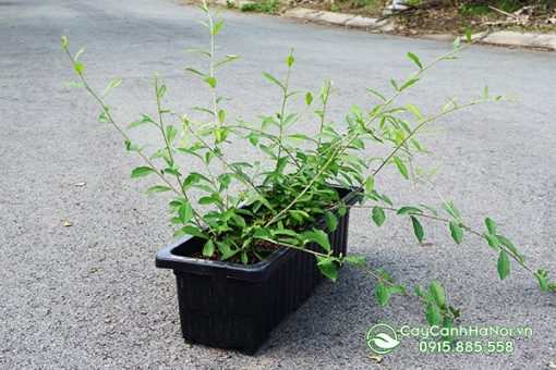 Chậu trồng cúc tần ấn độ