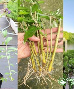 Cúc tần ấn độ cách trồng đúng kỹ thuật