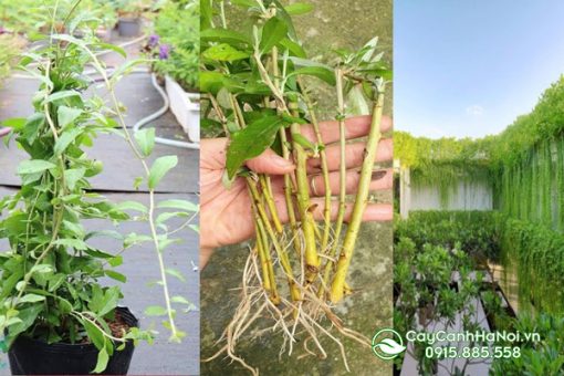 Cúc tần ấn độ cách trồng đúng kỹ thuật