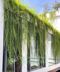 Cúc tần là cây leo Ấn Độ
