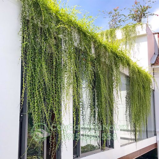 Cúc tần là cây leo Ấn Độ
