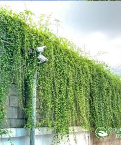 Giàn cúc tần ấn độ trồng hàng rào