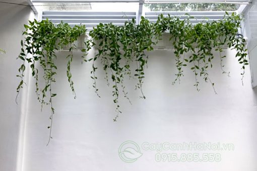 Cúc tần ấn độ trồng chậu