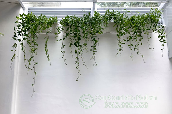 Cúc tần ấn độ trồng chậu