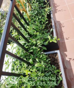 Cách giâm cây cúc tần ấn độ