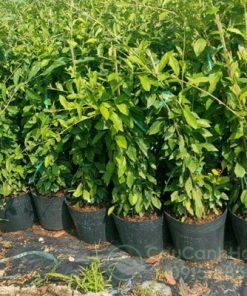 Địa chỉ bán cúc tần ấn độ giá rẻ tại Hà Nội