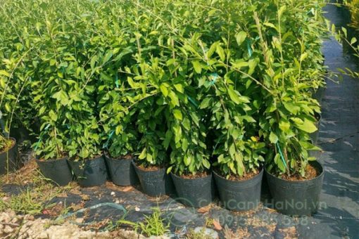 Địa chỉ bán cúc tần ấn độ giá rẻ tại Hà Nội